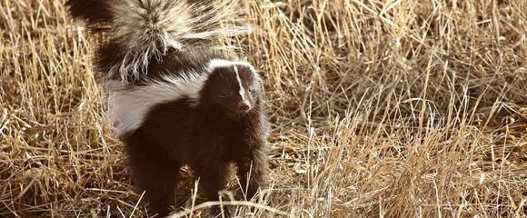 Barnegat skunk control